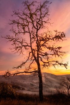 A lone tree watches over the valley at sunset in rural northern California.