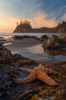 A large starfish enjoys the sunset at a northern California beach.