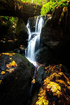 A small waterfall flows around fallen maple leaves in the northern California forest.