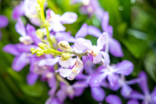 Beautiful blooming orchids in forest, On the bright sunshine