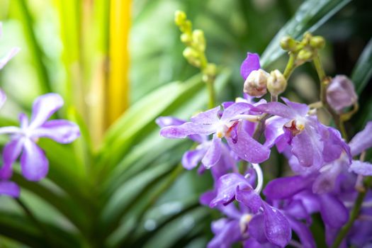 Beautiful blooming orchids in forest, On the bright sunshine