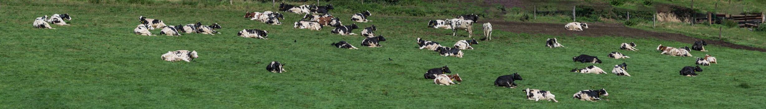Cows of a dairy grazing on fields of a farm.