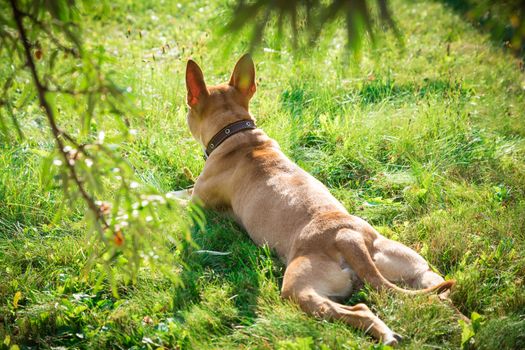 The lovely dog lies on a grass