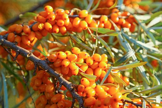 branch of orange sea buckthorn berries