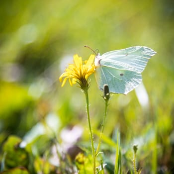 The butterfly has sat down on a flower in sunny day