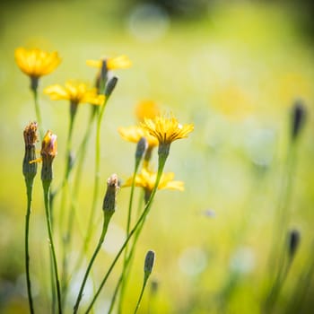 Small yellow flowers in a green grass