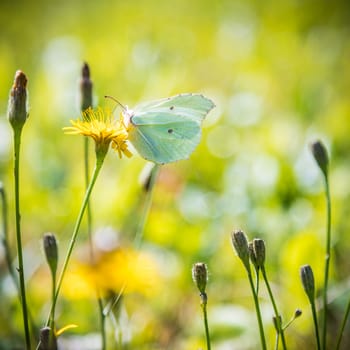 The butterfly has sat down on a flower in sunny day