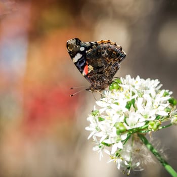 The butterfly has sat down on a flower in sunny day