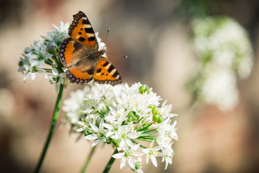 The butterfly has sat down on a flower in sunny day