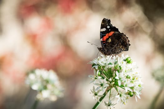 The butterfly has sat down on a flower in sunny day