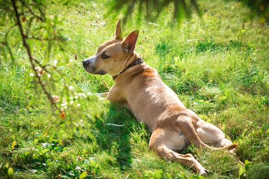 The lovely dog lies on a grass