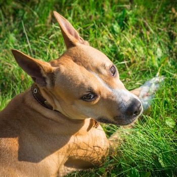 The lovely dog lies on a grass