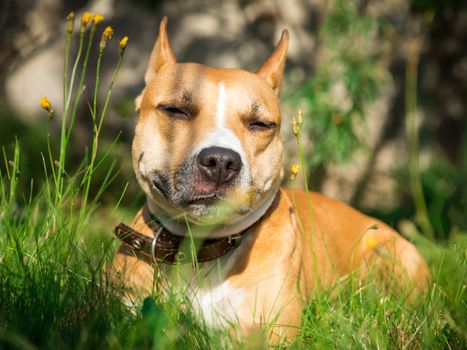 The lovely dog lies on a grass