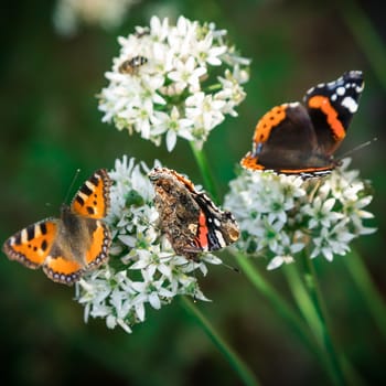 The butterfly has sat down on a flower in sunny day