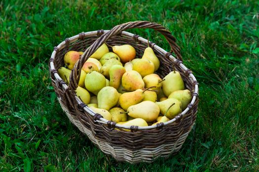 Autumn harvest. Pears in a big basket on a grass.