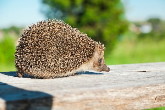 The young hedgehog goes on a wooden board