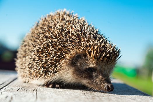 The young hedgehog goes on a wooden board