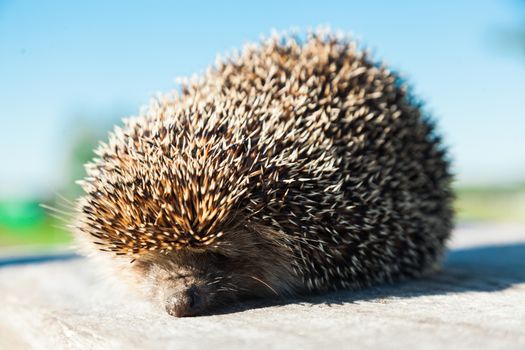 The young hedgehog goes on a wooden board