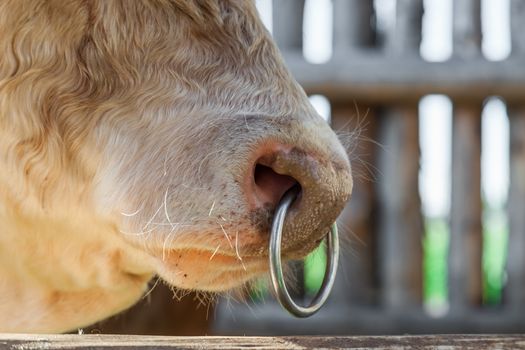 Big bull with a metal ring in a nose