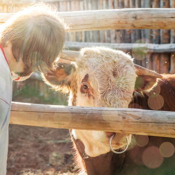 Big bull with a ring in a nose and the farmer