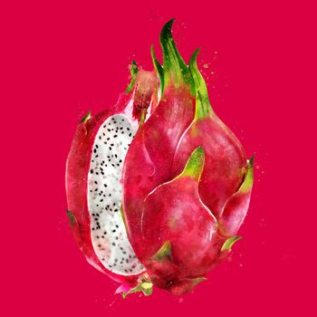 Dragon Fruit, hand-painted illustration on a red background