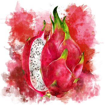Dragon Fruit, isolated hand-painted illustration on a white background