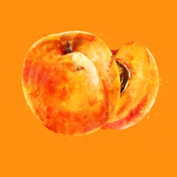 Apricot, hand-painted illustration on orange background