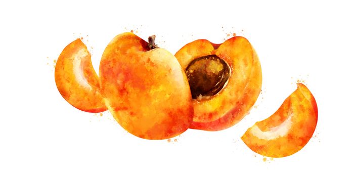 Apricot, isolated hand-painted illustration on a white background