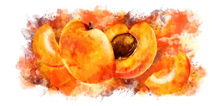 Apricot, isolated hand-painted illustration on a white background