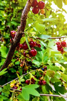 Ripe red currants hanging from bush ready for harvest