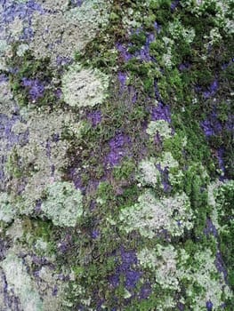 Close up of gray old wood with mossy textured pattern