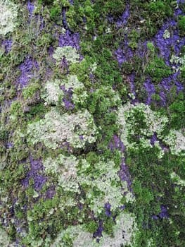 Close up of gray old wood with mossy textured pattern