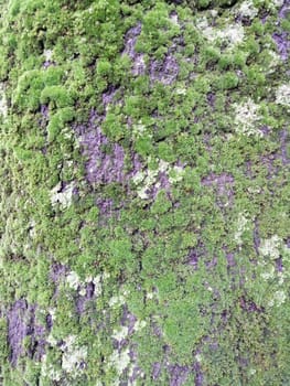 Close up of gray old wood with mossy textured pattern