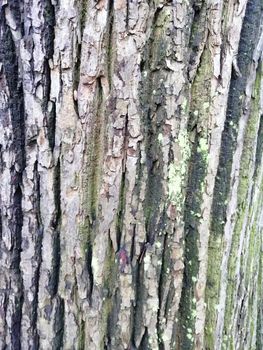 Close up of gray old wood textured pattern