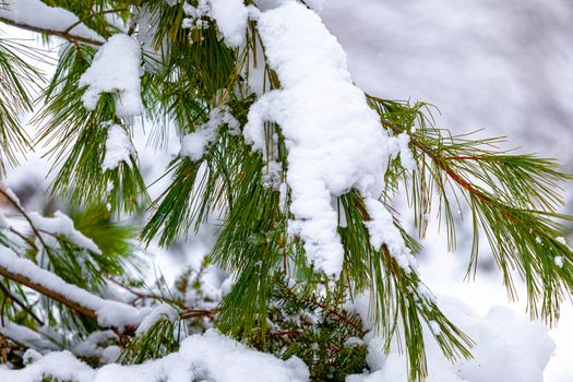 The branches and needles of an evergreen tree are weighed down by a buildup of snow from a recent snowfall.