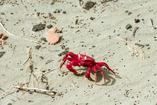 Christmas Island red crab (Gecarcoidea natalis), a Brachyura land crab or red crazy ant shellfish Gecarcinidae species that is endemic to Christmas Island and Cocos (Keeling) Islands in Indian Ocean.