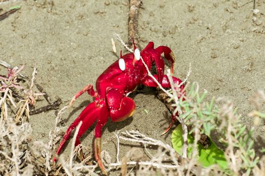 Christmas Island red crab (Gecarcoidea natalis), a Brachyura land crab or red crazy ant shellfish Gecarcinidae species that is endemic to Christmas Island and Cocos (Keeling) Islands in Indian Ocean.