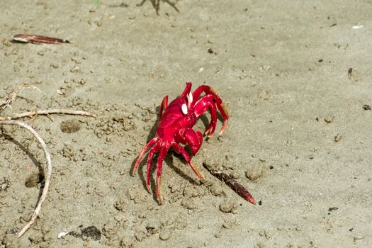 Christmas Island red crab (Gecarcoidea natalis), a Brachyura land crab or red crazy ant shellfish Gecarcinidae species that is endemic to Christmas Island and Cocos (Keeling) Islands in Indian Ocean.
