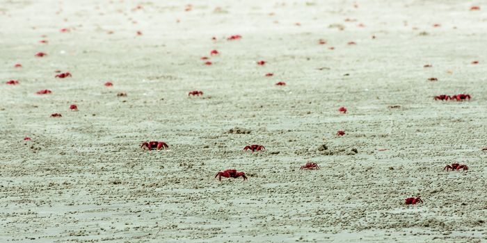 Many Christmas Island red crab (Gecarcoidea natalis), a Brachyura land crab or red crazy ant shellfish Gecarcinidae species that is endemic to Christmas Island and Cocos Islands in the Indian Ocean.