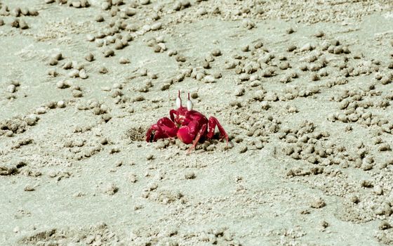 Christmas Island red crab (Gecarcoidea natalis), a Brachyura land crab or red crazy ant shellfish Gecarcinidae species that is endemic to Christmas Island and Cocos (Keeling) Islands in Indian Ocean.