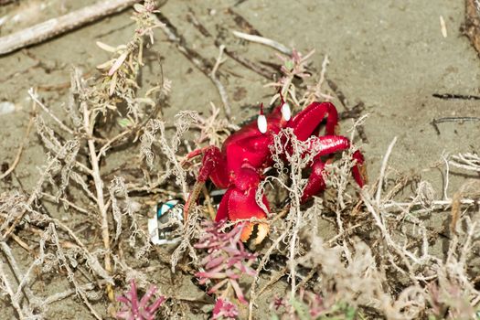Christmas Island red crab (Gecarcoidea natalis), a Brachyura land crab or red crazy ant shellfish Gecarcinidae species that is endemic to Christmas Island and Cocos (Keeling) Islands in Indian Ocean.