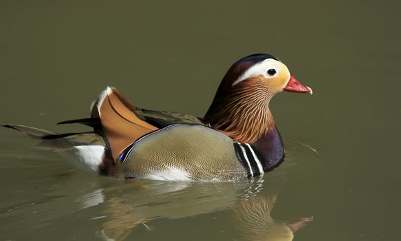 very beautiful mandarin duck on a pond and colors