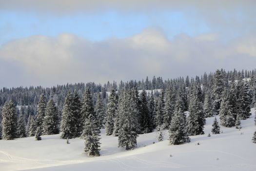 very beautiful winter landscape with fir trees white