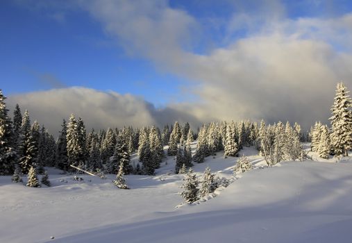 very beautiful winter landscape with fir trees white