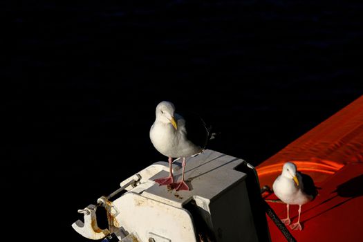 Seagull on Life Boat Hoist with Black Background