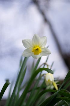 White daffodil flower on light blurred background