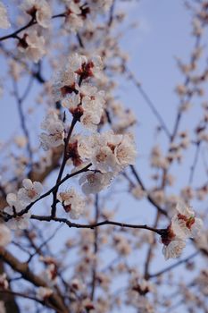 Apricot flowers on blurred blue sky background. Sprind day