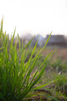 A grass opposite the sun on blurred background