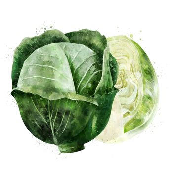 Cabbage, isolated illustration on a white background