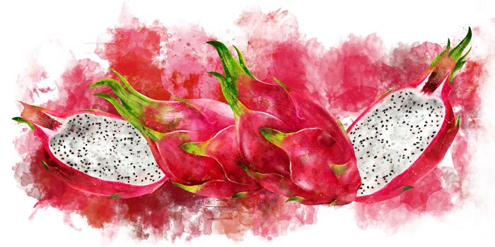 Dragon Fruit, isolated hand-painted illustration on a white background